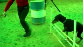 Nobolis Dobermans in Training