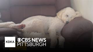 KD Sunday Spotlight: Cross Your Paws Rescue