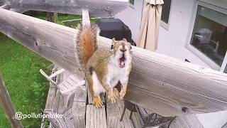 Angry Rage Squirrel Yard Terror