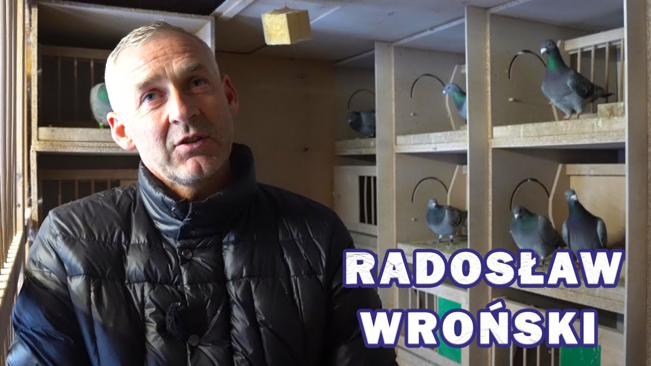 Radosław Wroński - 0207 Legnica | Kolejny udany sezon młodej hodowli!