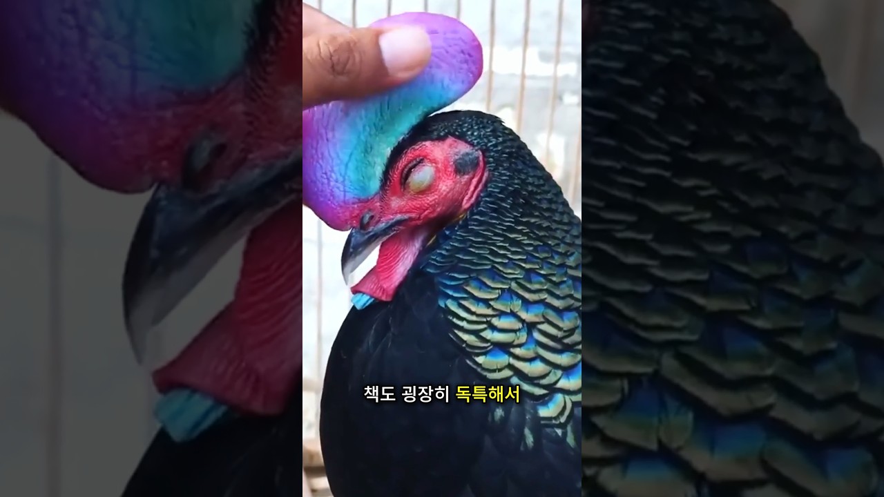 이게 천만 원짜리 닭이라고요
