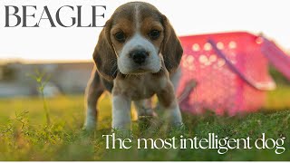 Beagle: The most intelligent dog