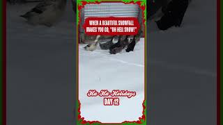 Ducks React Hilariously To Seeing Snow For First Time