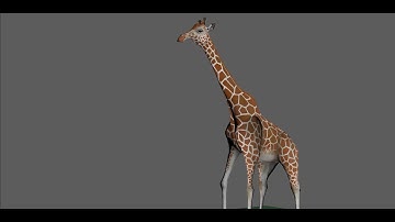 Giraffe Walk Cycle - Quadrupedal Animation Test