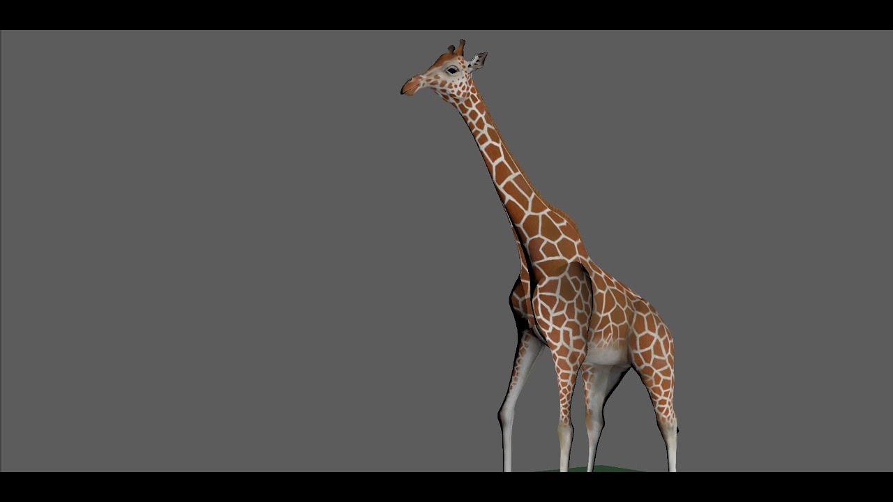 Giraffe Walk Cycle - Quadrupedal Animation Test