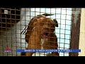 Bimbo di 15 mesi ucciso da due pitbull - La Vita in diretta 22/04/2024