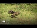 caza del corzo con águila real (Fada) golden eagle hunting roe deer