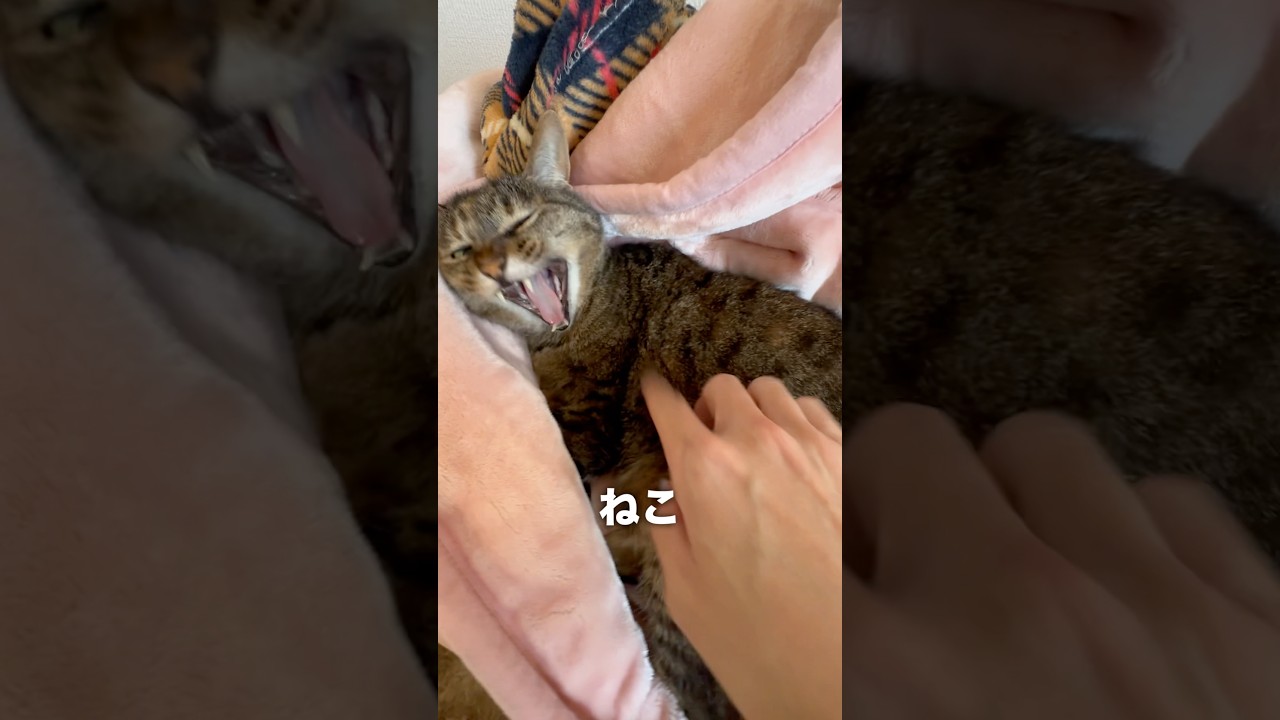 昼寝の邪魔してみた🐈