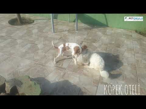 PET OKULU İstanbul