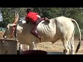 Super kid with white Hallikar Jallikattu ox at kopagere near shoolagiri