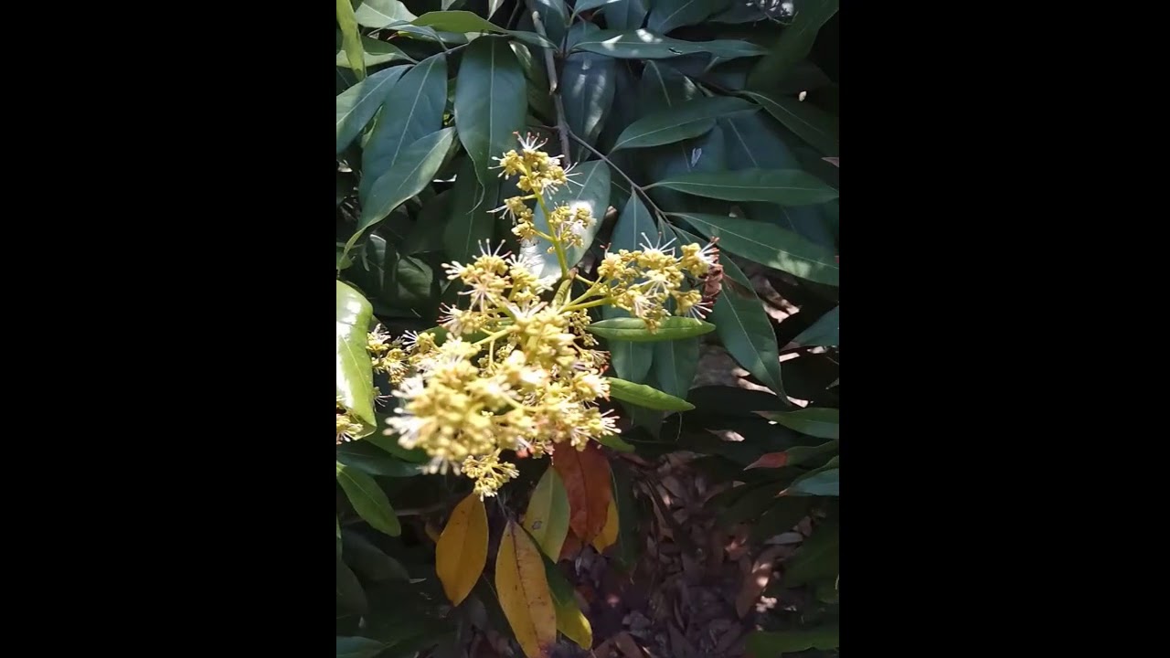 Bee in Litchi garden🐝The bees are collecting honey. YouTube