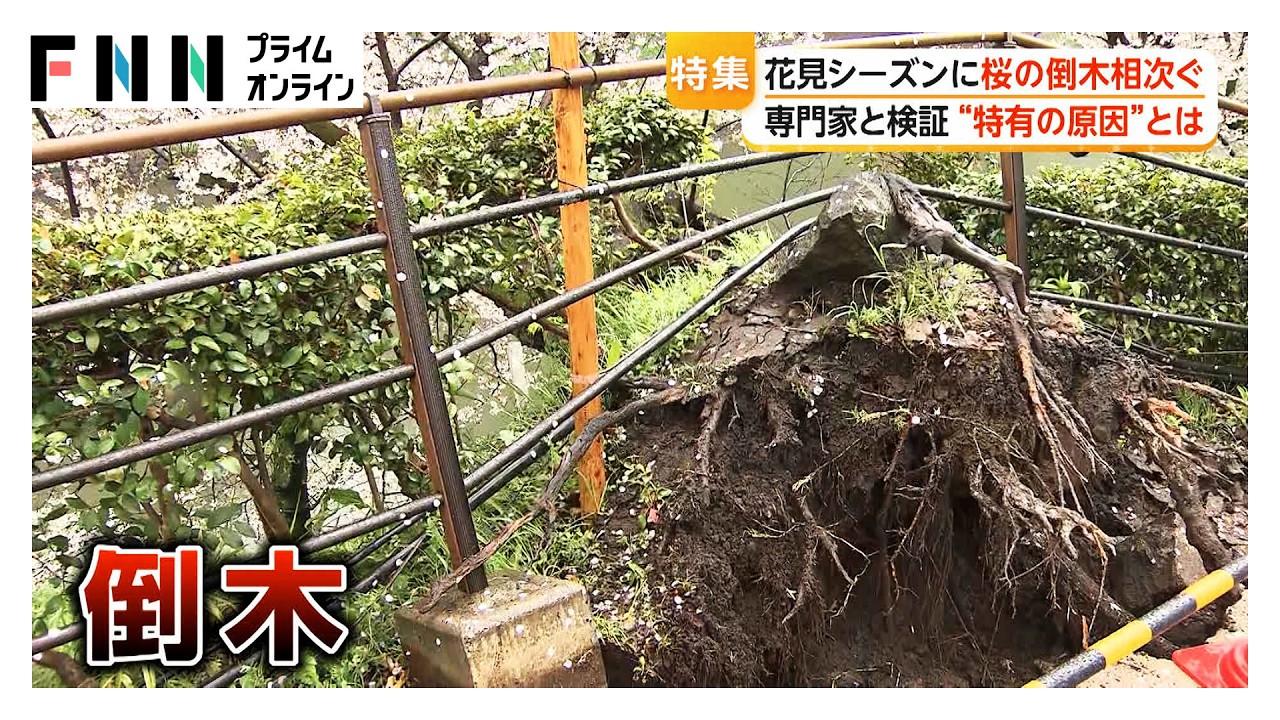 倒木 maxresdefault.jpg