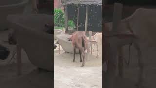 #song #sorts #love #hindi #music #funny #newमारवाड़ीcomedy #comedy #desiviilagelifetstyle #cow 😭😭