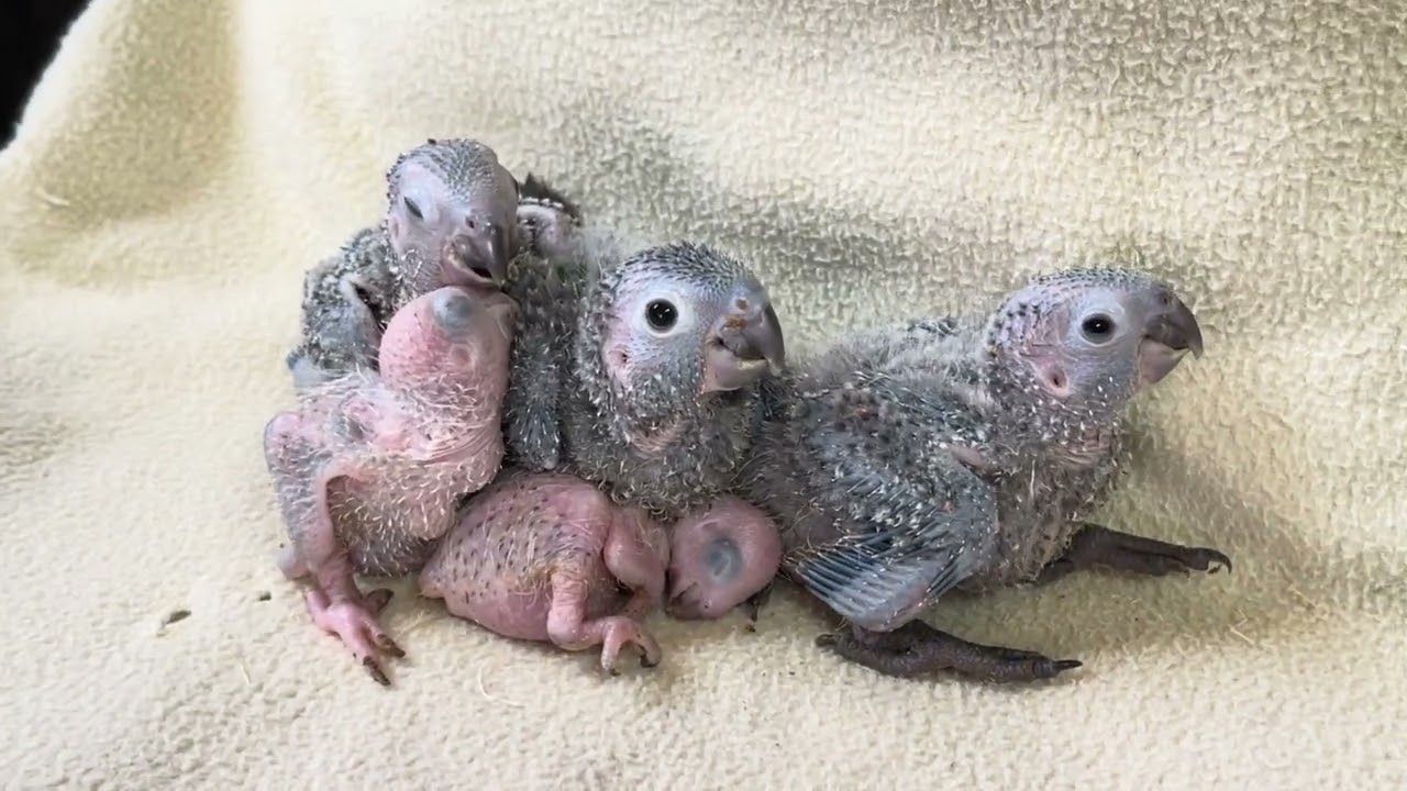店内のウロコインコペア（ワキコガネウロコ × ホオミドリウロコ）から