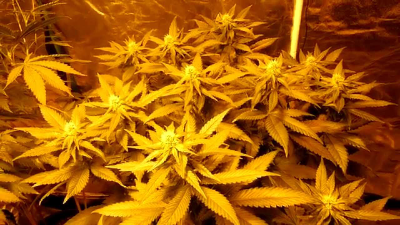 BlooTooth (SickMeds Seeds) Update 9 - lost episode