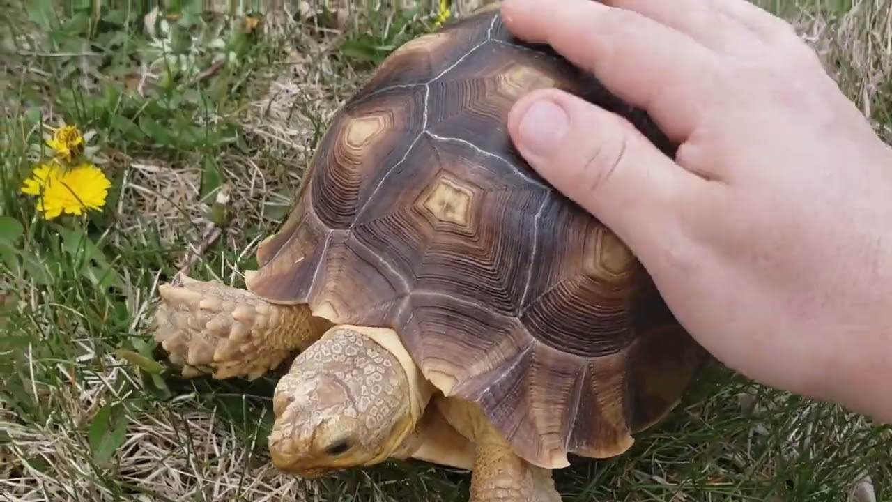 SULCATA TORTOISE WEEDS MY YARD FOR FREE! WEED EATING MACHINE! (She only