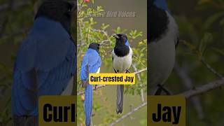 Curl-crested Jay #birds #birdsong #wildlife