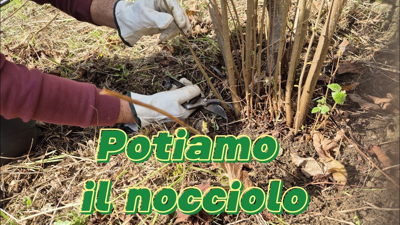 La spollonatura del nocciolo