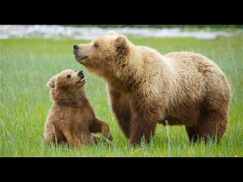 Unedited Footage of A Bear: Explained [Video & Website]