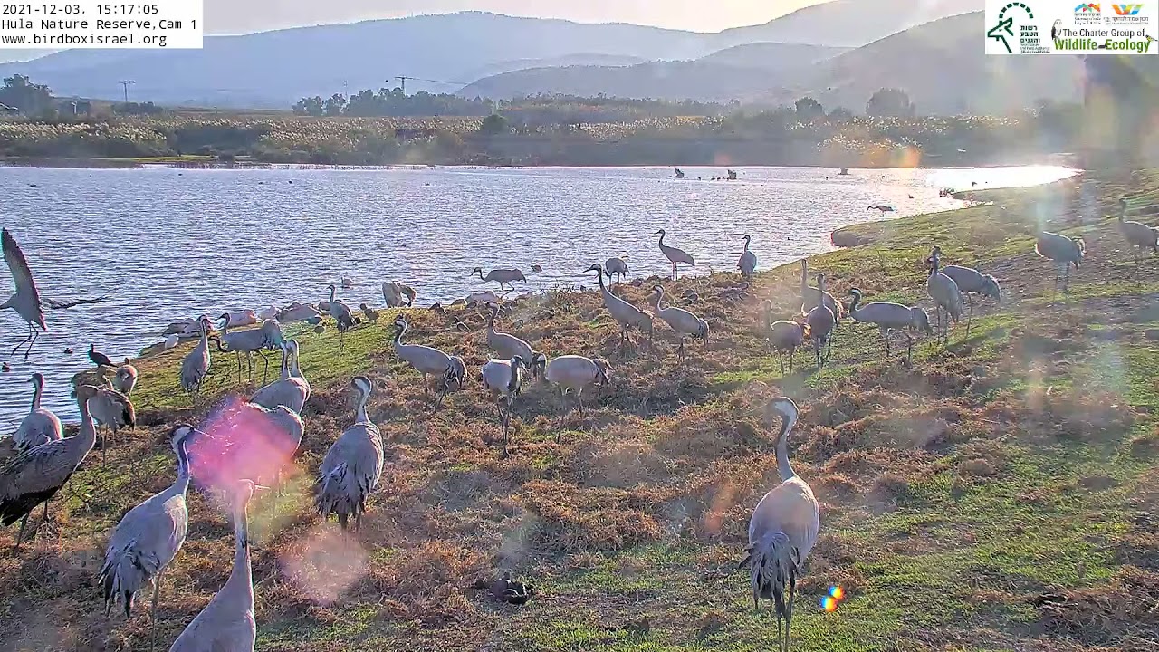 Eurasian cranes get up close to the the Hula Migrating Birds LIVE CAM 1