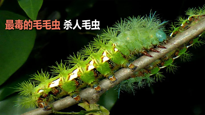 最毒的毛毛蟲，每年都有數百人死於它的扎刺 - 天天要聞