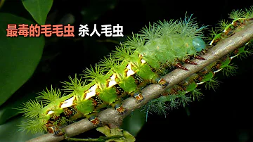 تحميل 毛虫 茶色 تحميل 毛虫 茶色