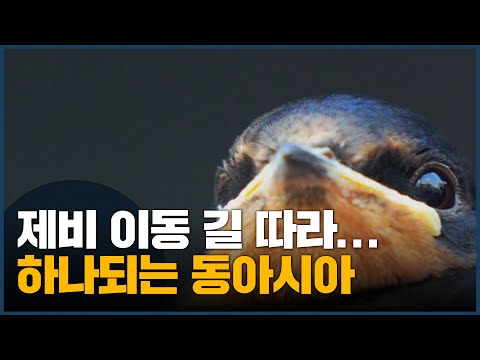 <strong>제비</strong> 이동 길 따라, 국제 교류 확대