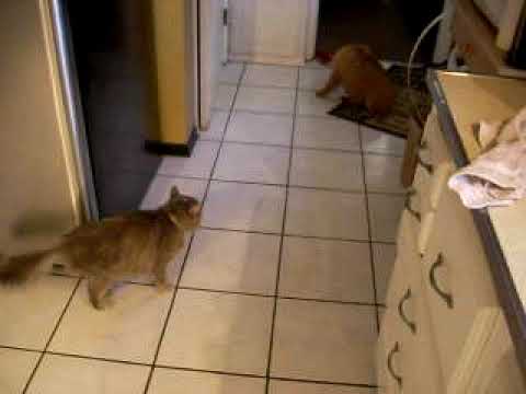 My Cat Hates My New Puppy! - YouTube My Cat Hates My New Puppy! - YouTube