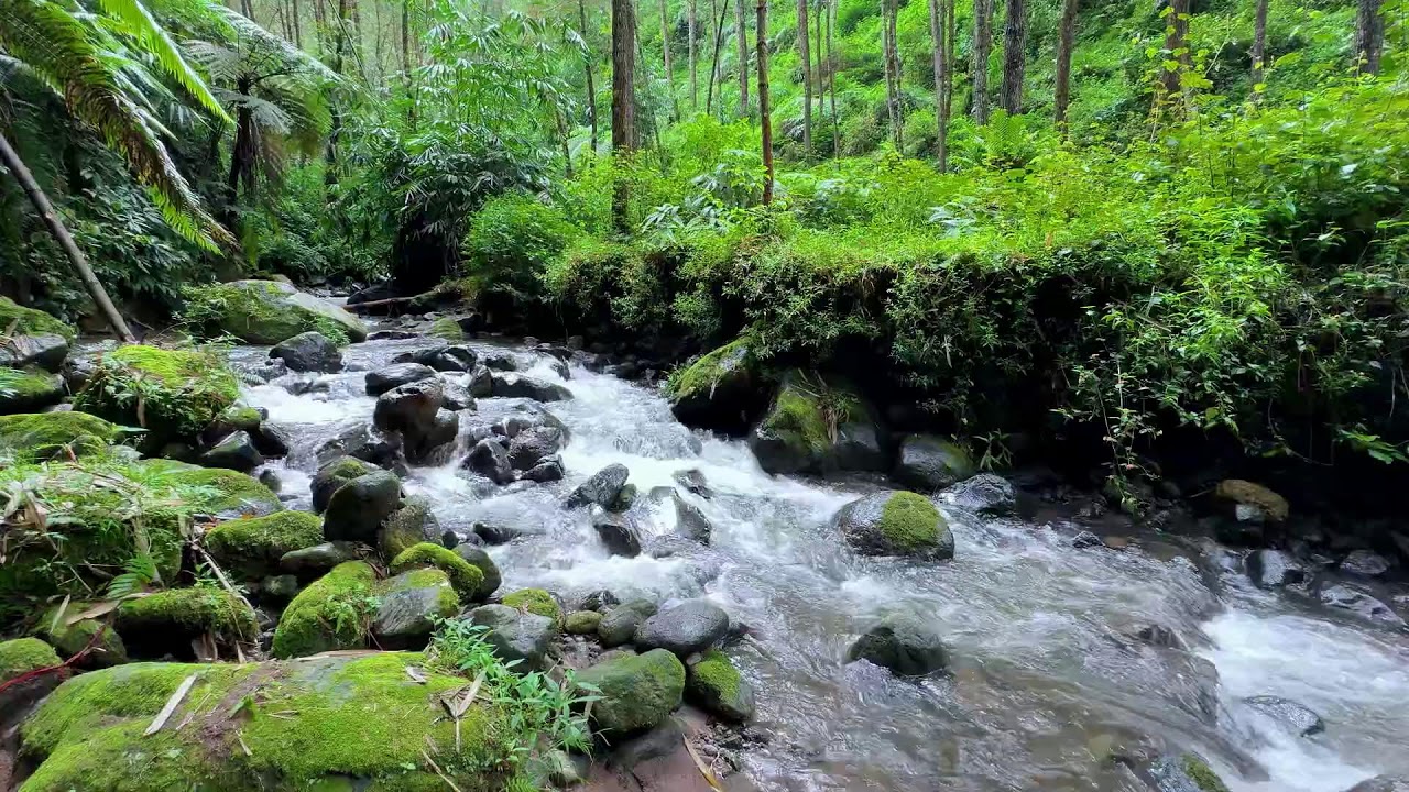 Support quiet breathing with calming forest river sound along soft flowing water for deep rest