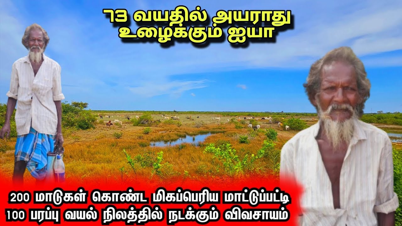 200 மாடுகள் வளர்த்து 100 பரப்பு நிலத்தில் விவசாயம் செய்து அயராது உழைத்து வரும் 73 வயது ஐயா 👍