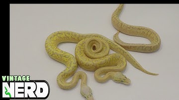 Bill Galloway from Loxahatchee Herp Hatchery  Visit - Video 1