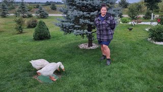 Вечером на хуторе у сельчанки