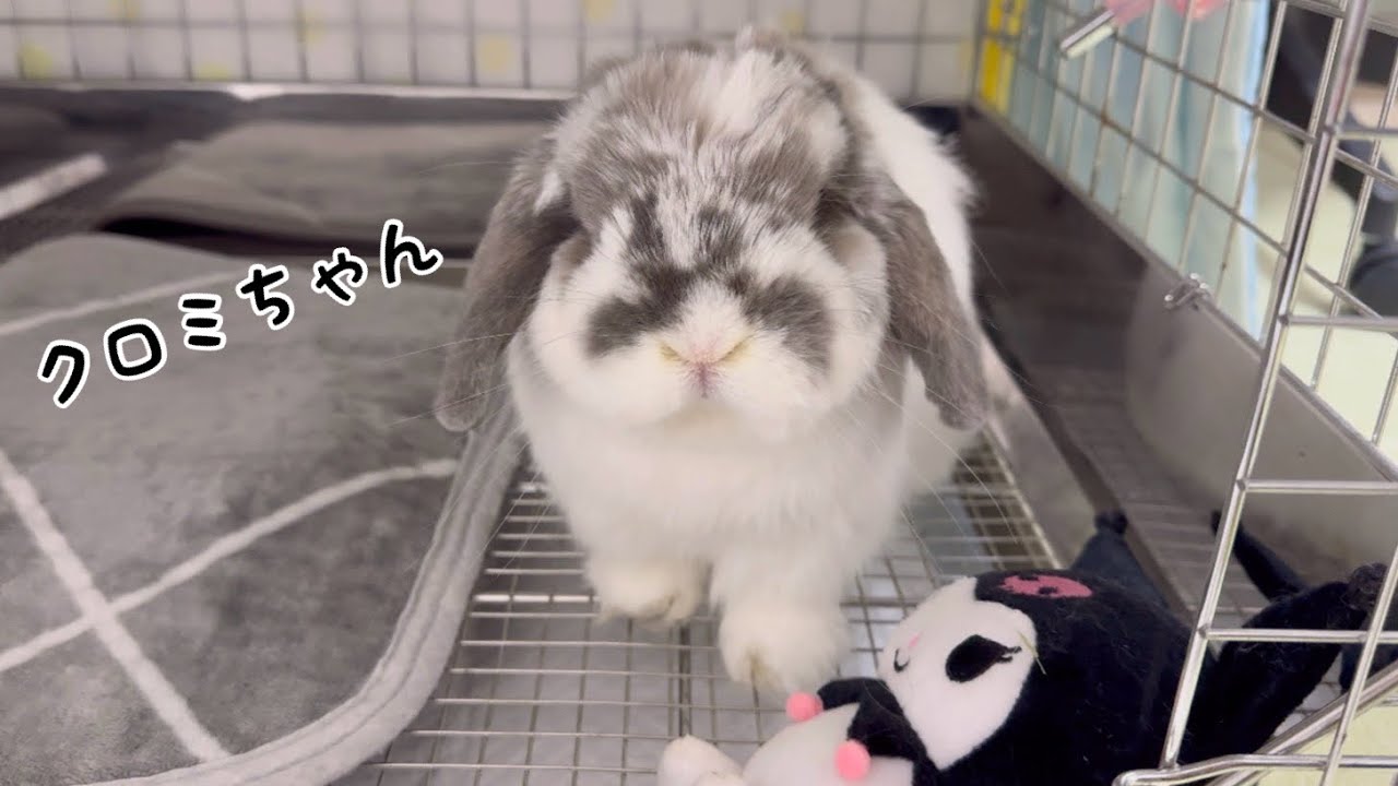 むらさきうさぎ わんこだっこまくら うさぎ｜大丸松坂屋オンラインストア【公式通販】