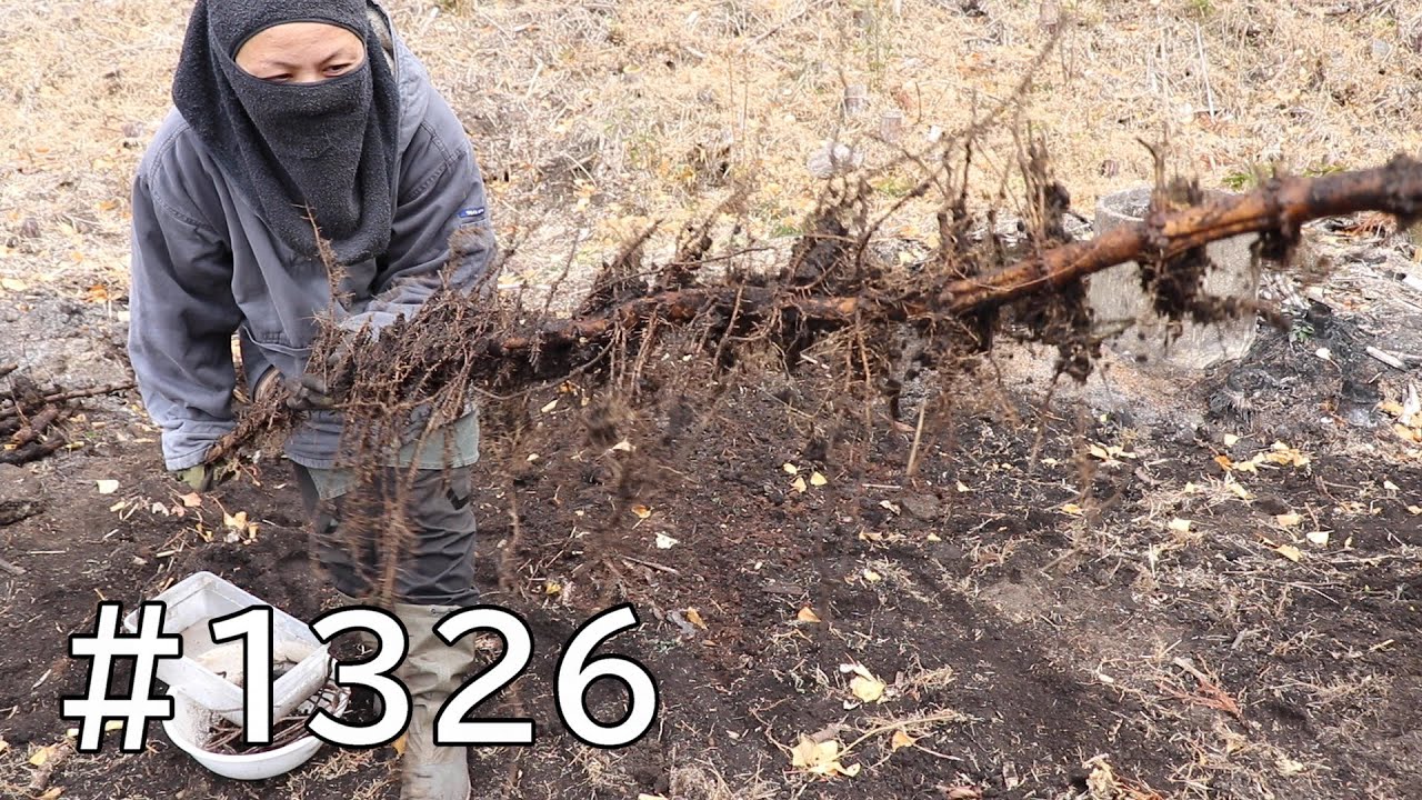 Clearing the Former Bamboo Grove 64 | Tons of Long Rhizomes