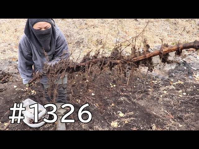 Clearing the Former Bamboo Grove 64 | Tons of Long Rhizomes