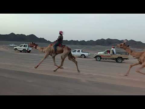 مخير ل محمد نايف الزبني