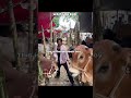 This is Bangladesh boy