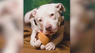 Second Chance Pets: Hedwig
