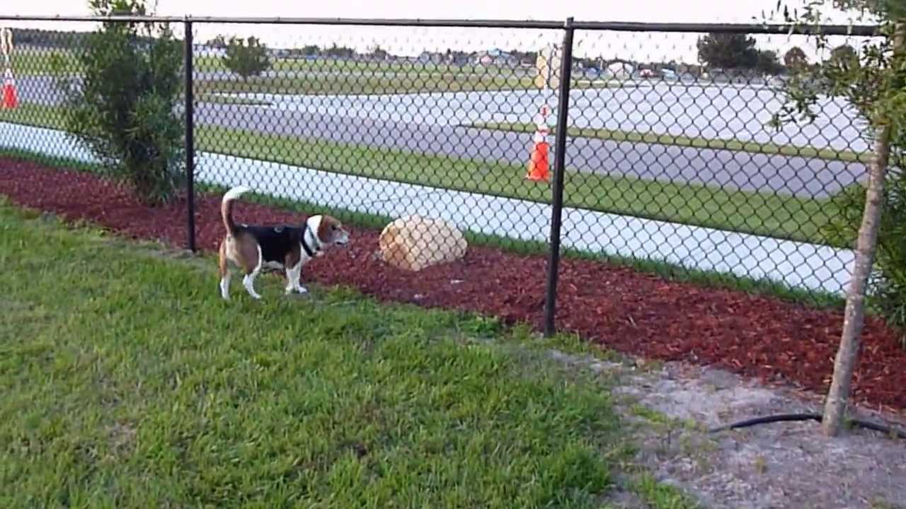 Bailey Beagle's 1st Visit to New Dog Park Winter Haven, FL YouTube
