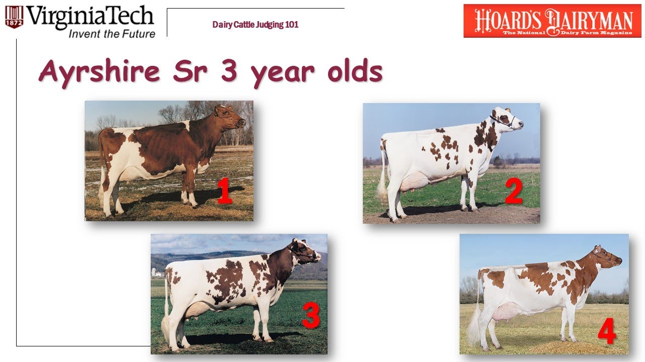 Dairy Judging 101 Placings and notes for practice class A2 YouTube