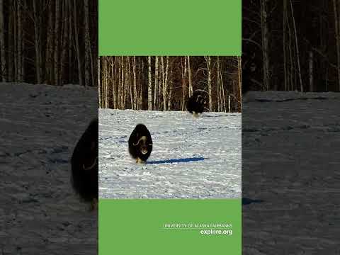 Musk Ox Has The Zoomies
