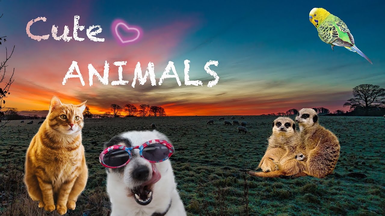 Video With Wildlife Animals for Stress Relief Relax Video! YouTube