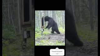 Повадки животных, как у людей #music #животные #юмор #мемы