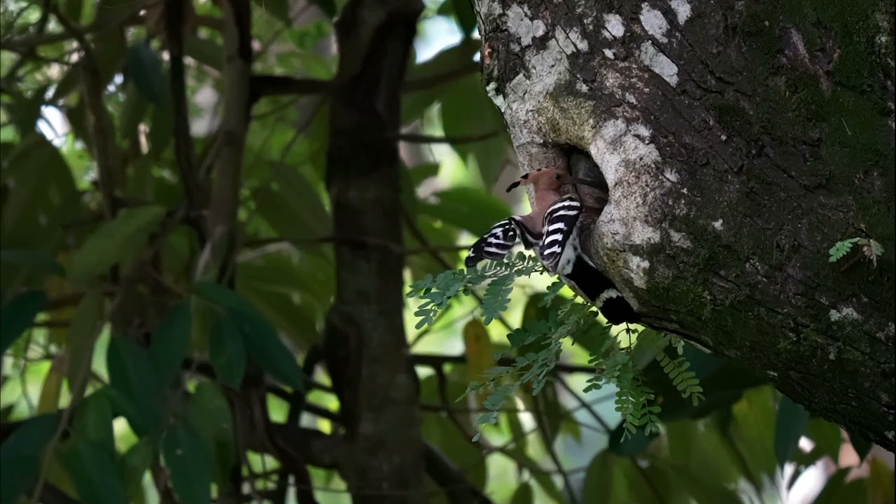 Eurasian hoopoe (4K)