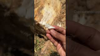 ഇത്‌ എന്നാത്ത് ചാദനോ 😇.. #coconut #coconutstem #coconuttree  #shortvideo #shorts #cupcakeandcurry
