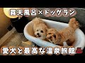 【犬連れ旅行】愛犬と至福の温泉旅行♨️客室露天風呂×ドッグラン×絶品料理❣️最高すぎる旅館に行ってきました🥹💕【Doggyスイートペロ】