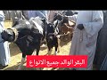 اسعار البقر الوالد بجميع انواعها من داخل سوق دراو الدولي بمحافظة أسوان