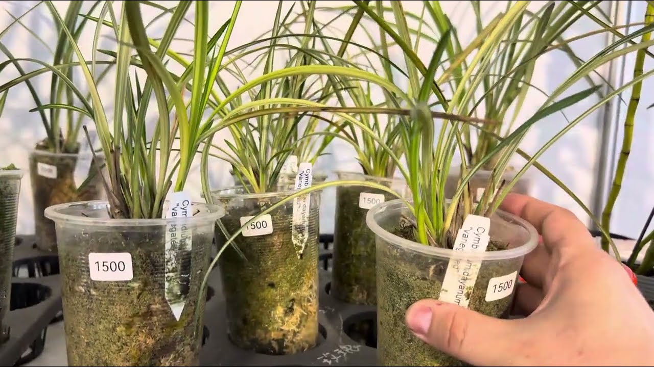 2025年3月17日 國際蘭展 出藝蘭花大本營 你沒看過的出藝蘭花