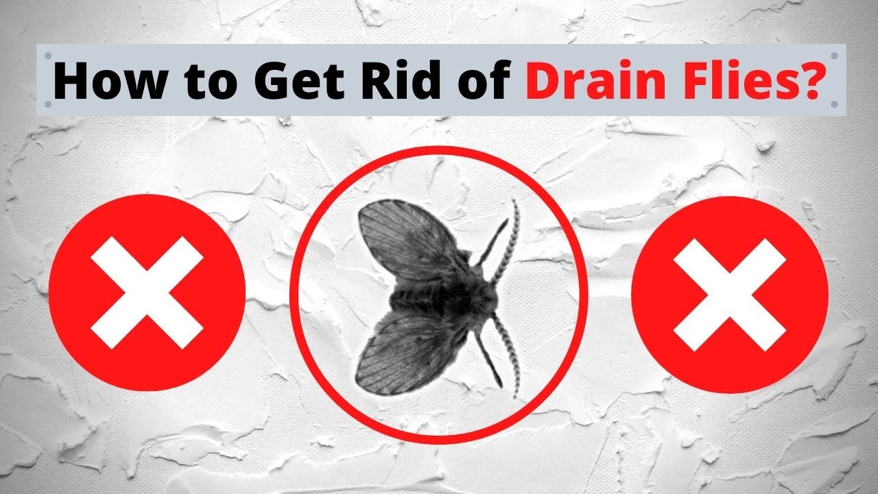 How To Get Rid Of Drain Flies Simple Steps YouTube How To Get Rid Of Drain Flies Simple Steps YouTube