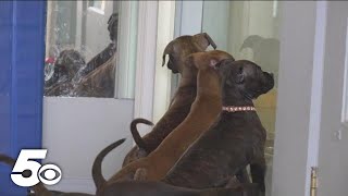 Arkansas animal shelters face crowding issues